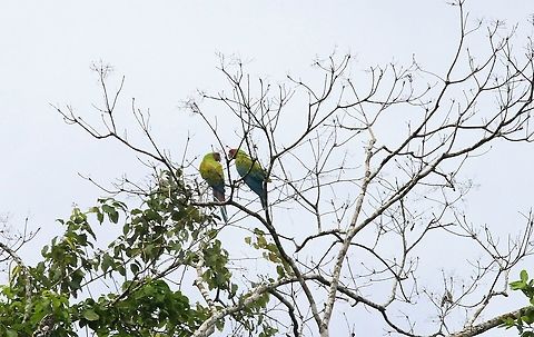 Great Green Macaws comparing notes Chattering macaws Ara ambiguus,Costa Rica,Great Green Macaw,Sarapiqui