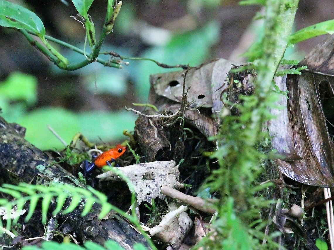 Blue jean ppoison dart frog Striking "Blue Jean Baby" to steal from Elton John Costa Rica,Oophaga pumilio,Sarapiqui,Strawberry poison dart frog