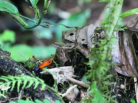 Blue jean ppoison dart frog Striking "Blue Jean Baby" to steal from Elton John Costa Rica,Oophaga pumilio,Sarapiqui,Strawberry poison dart frog
