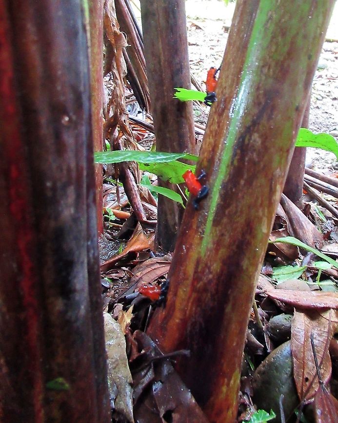 String of Strawberry poison dart frogs There were a lot of these poison dart frogs Costa Rica,Oophaga pumilio,Sarapiqui,Strawberry poison dart frog