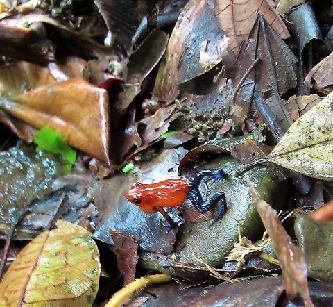 Slick Blue jean poison dart frog Slick frog about to hop off Oophaga pumilio,Strawberry poison dart frog
