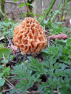 Morchella esculenta Found in April 2017 by my local beck (river) - the Lyvennet - there had only previously been a handful of records in the county ever.  Not common at these latitudes Common Morel,Kings Meaburn,Lyvennet,Morchella esculenta