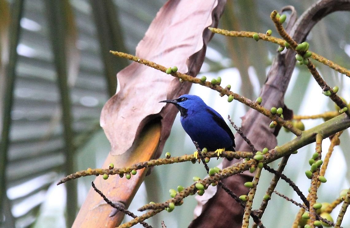 Shining Honeycreeper Above the laguna at this wonderful lodge on the San Carlos river, close-by the Nicaraguan border Costa Rica,Cyanerpes lucidus,Maquenque Lodge,Shining honeycreeper