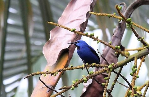 Shining Honeycreeper Above the laguna at this wonderful lodge on the San Carlos river, close-by the Nicaraguan border Costa Rica,Cyanerpes lucidus,Maquenque Lodge,Shining honeycreeper