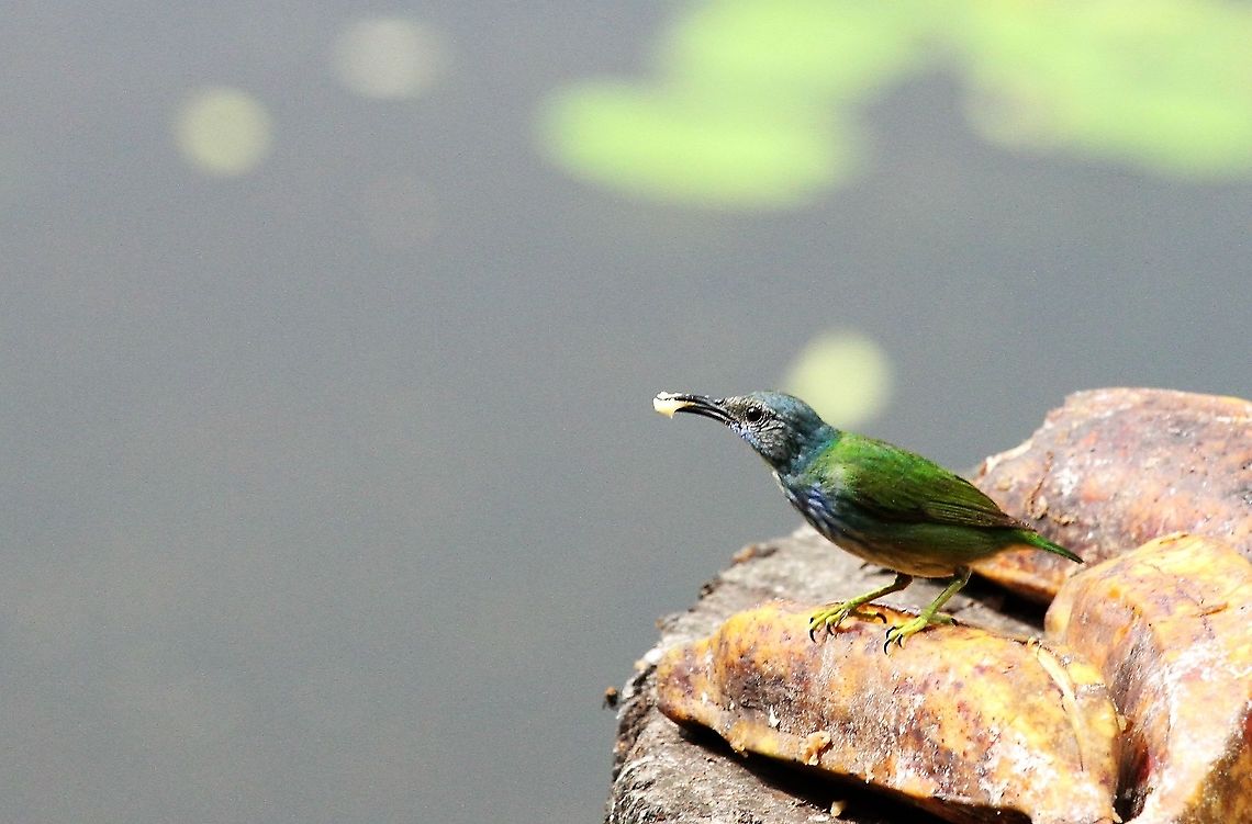 Female Shining Honeycreeper Female on a banana feeder above the laguna - they seemed more shy than the males Costa Rica,Cyanerpes lucidus,Shining honeycreeper,maquenque lodge