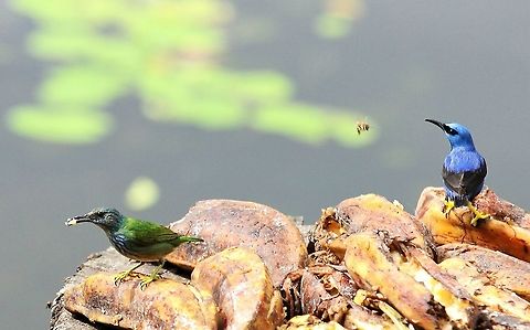 Shining Honeycreepers A pair of these beauties on a banana feeder with a bee, above the laguna at this beautiful eco-lodge - Magical Costa Rica,Cyanerpes lucidus,Shining honeycreeper,maquenque lodge