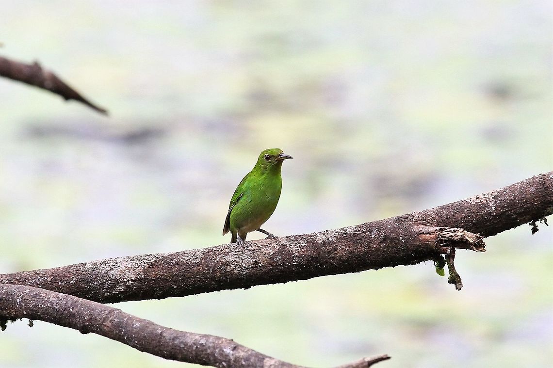 Green Honeycreeper - Female A different honeycreeper at Maquenque Eco-lodge Chlorophanes spiza,Costa Rica,Green Honeycreeper,maquenque lodge