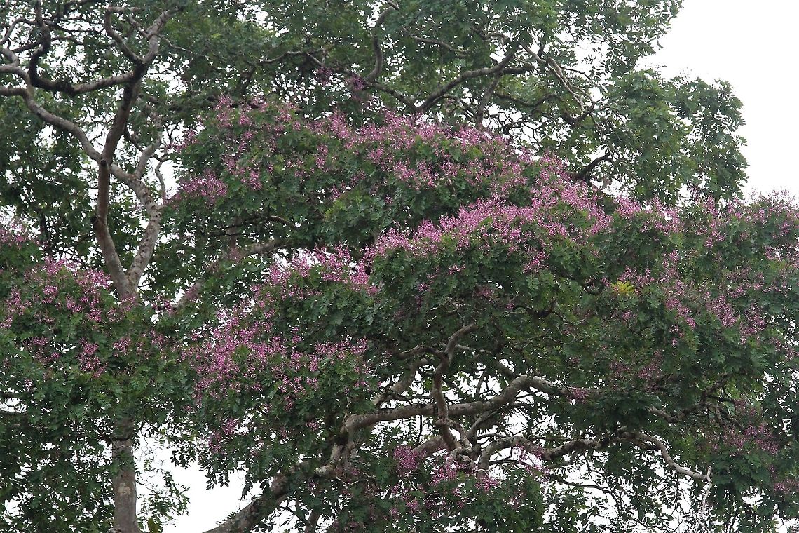 Dipteryx panamensis, Mountain Almond The tree which is key to the survival of the Great Green Macaw which nests in this tree - protected by Costa Rica in 2008  <a href="https://news.mongabay.com/2008/10/costa-rica-protects-green-macaw-by-banning-logging-of-mountain-almond-tree/" rel="nofollow">https://news.mongabay.com/2008/10/costa-rica-protects-green-macaw-by-banning-logging-of-mountain-almond-tree/</a>  Costa Rica,Dipteryx oleifera,Dipteryx panamensis,Mountain Almond,maquenque lodge