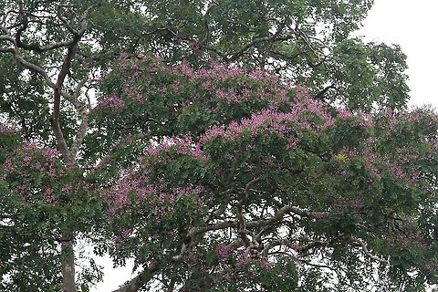 Dipteryx panamensis, Mountain Almond The tree which is key to the survival of the Great Green Macaw which nests in this tree - protected by Costa Rica in 2008  https://news.mongabay.com/2008/10/costa-rica-protects-green-macaw-by-banning-logging-of-mountain-almond-tree/  Costa Rica,Dipteryx oleifera,Dipteryx panamensis,Mountain Almond,maquenque lodge