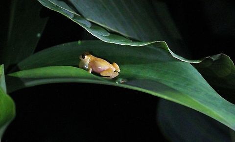 Mahogany Tree Frog The guides at Maquenque Ecolodge said that this was the loudest frog in Costa Rica Costa Rica,Mahogany tree frog,Tlalocohyla loquax,maquenque lodge
