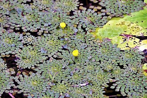 Ludwigia sedioides, mosaic plant A wonderful looking plant Costa Rica,Ludwigia sedioides,Mosaic Plant,maquenque lodge