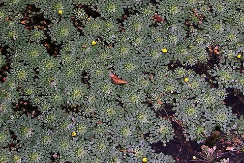 Ludwigia sedioides, Mosaic Flower Could look at this mosaic plant for hours!!  well slight exaggeration Costa Rica,Ludwigia  sedioides,Ludwigia sedioides,Mosaic Plant,maquenque lodge