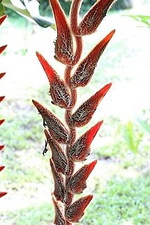 Heliconia vellerigeria Closer for this striking member of a large tropical family Costa Rica,Heliconia vellerigera,heliconia vellerigera,maquenque lodge