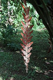 Heliconia vellerigera A striking member of this large family Costa Rica,Heliconia vellerigera,heliconia vellerigera,maquenque lodge