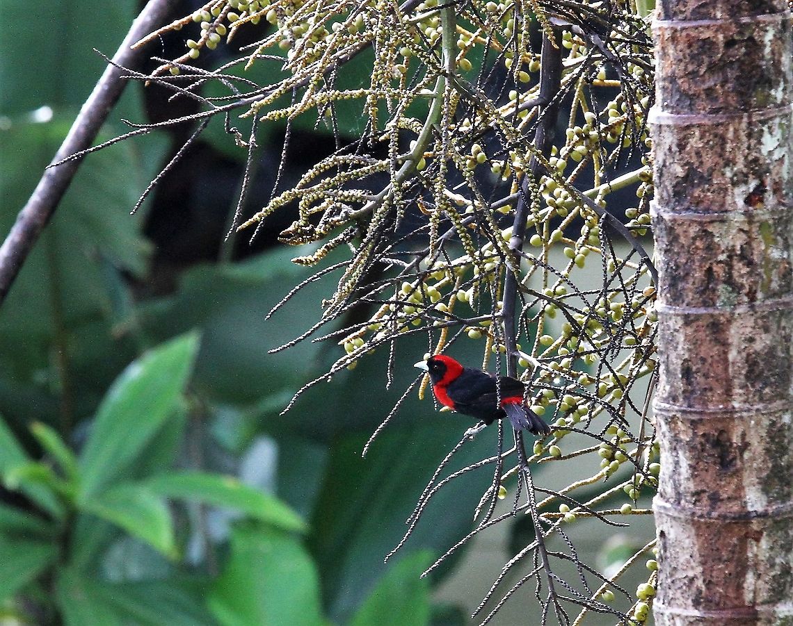 Crimson-collared Tanager Another of the many tanagers Costa Rica,Crimson-collared tanager,Ramphocelus sanguinolentus,maquenque lodge