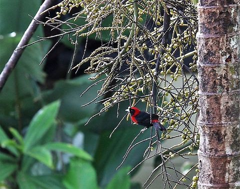 Crimson-collared Tanager Another of the many tanagers Costa Rica,Crimson-collared tanager,Ramphocelus sanguinolentus,maquenque lodge