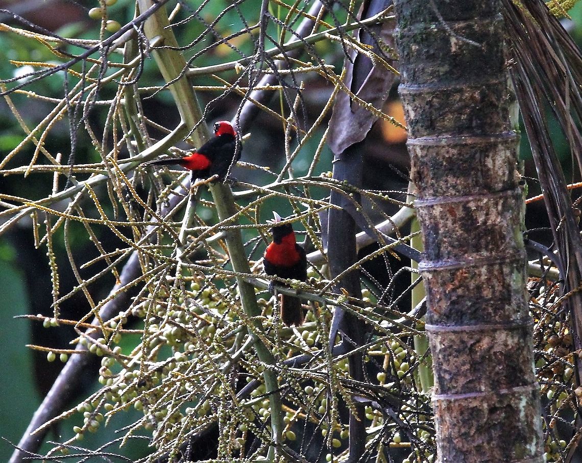 Crimson-collared Tanager A pair of these tanagers Costa Rica,Crimson-collared tanager,Ramphocelus sanguinolentus,maquenque lodge