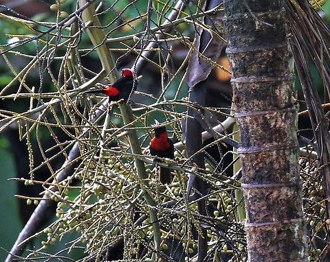 Crimson-collared Tanager A pair of these tanagers Costa Rica,Crimson-collared tanager,Ramphocelus sanguinolentus,maquenque lodge