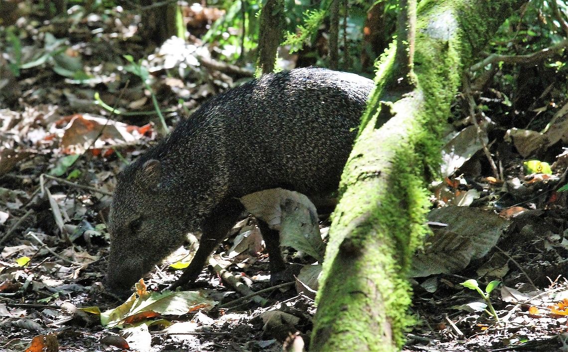 Collared peccary One of these fairly common peccaries in the rain forest, rooting around in the La Selva Biological Reserve Collared peccary,Costa Rica,Pecari tajacu,Sarapiqui