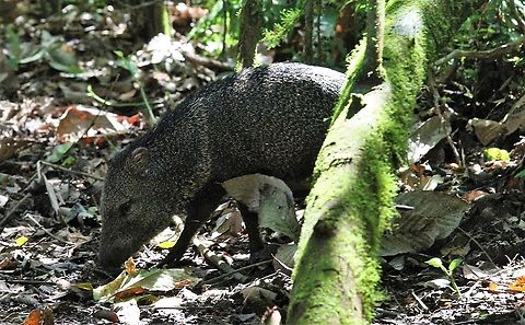 Collared peccary One of these fairly common peccaries in the rain forest, rooting around in the La Selva Biological Reserve Collared peccary,Costa Rica,Pecari tajacu,Sarapiqui
