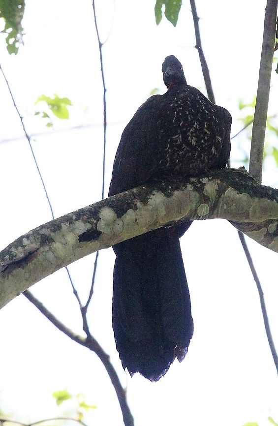 Crested Guan Looking down on the lowly people and ants Costa Rica,Crested guan,Penelope purpurascens,Sarapiqui