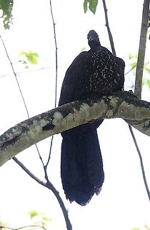Crested Guan Looking down on the lowly people and ants Costa Rica,Crested guan,Penelope purpurascens,Sarapiqui