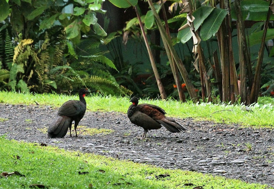 Crested Guan Pair of Crested Guan at La Selva Biological Reserve Costa Rica,Crested guan,Penelope purpurascens,Sarapiqui
