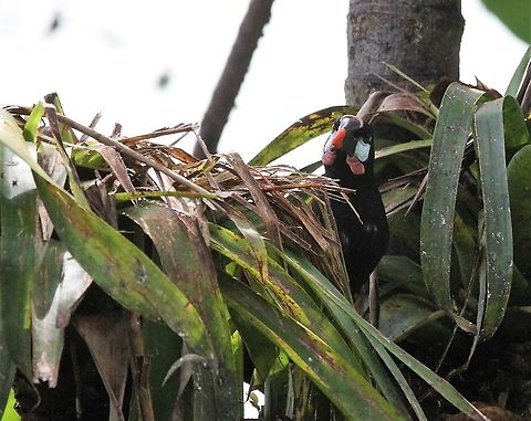 Montezuma Oropendola Imperious looking oropendola Costa Rica,Montezuma Oropendola,Psarocolius montezuma,maquenque lodge