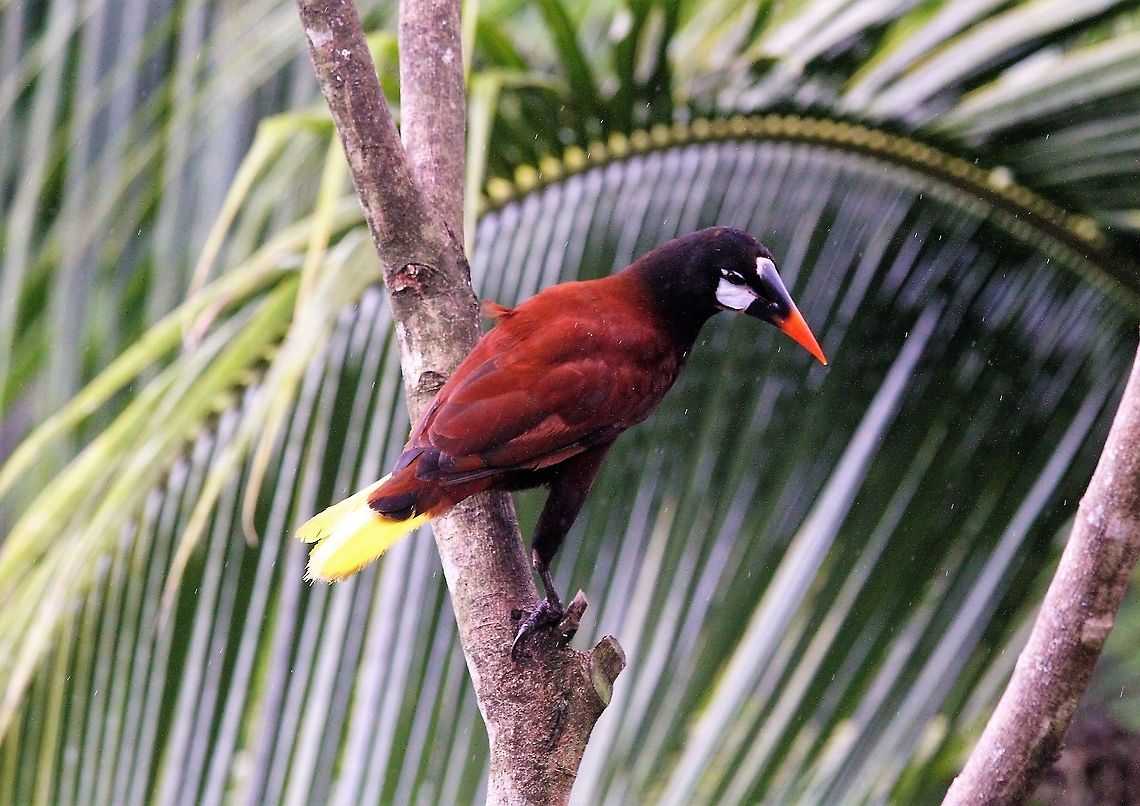 Montezuma oropendola In the rain Costa Rica,Montezuma Oropendola,Psarocolius montezuma,maquenque lodge