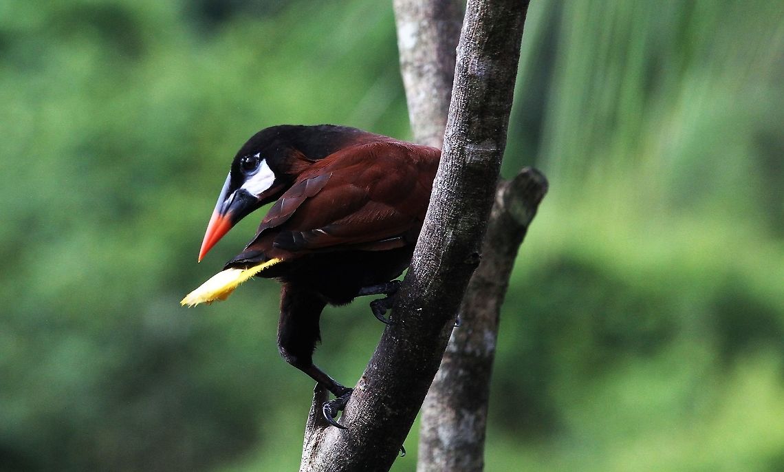 Montezuma Oropendola Wonderful lodge, great wildlife, wonderful viewing Costa Rica,Montezuma Oropendola,Psarocolius montezuma,maquenque lodge
