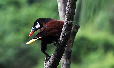 Montezuma Oropendola Wonderful lodge, great wildlife, wonderful viewing Costa Rica,Montezuma Oropendola,Psarocolius montezuma,maquenque lodge