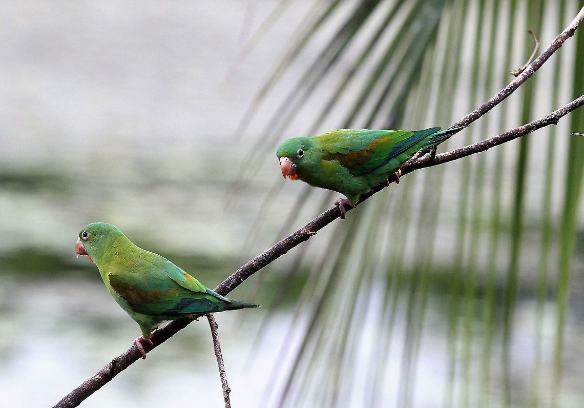 Orange-chinned parakeet This parakeet (Brotogeris) has the range which extends furthest north of its family. Brotogeris jugularis,Costa Rica,Orange-chinned parakeet,maquenque lodge