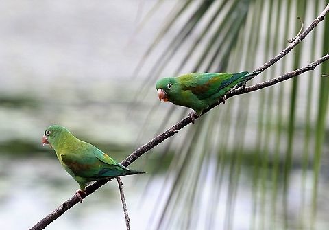 Orange-chinned parakeet This parakeet (Brotogeris) has the range which extends furthest north of its family. Brotogeris jugularis,Costa Rica,Orange-chinned parakeet,maquenque lodge