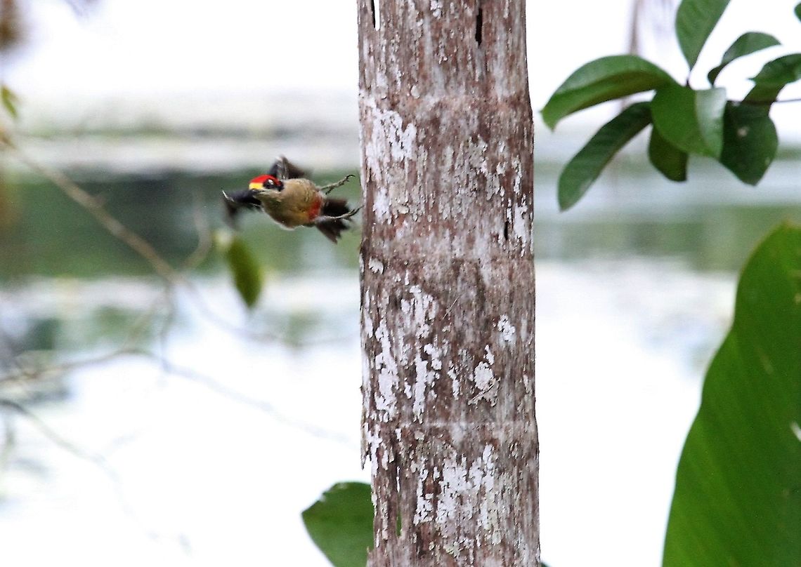 Black-cheeked Woodpecker On the move Black-cheeked woodpecker,Costa Rica,Melanerpes pucherani,maquenque lodge