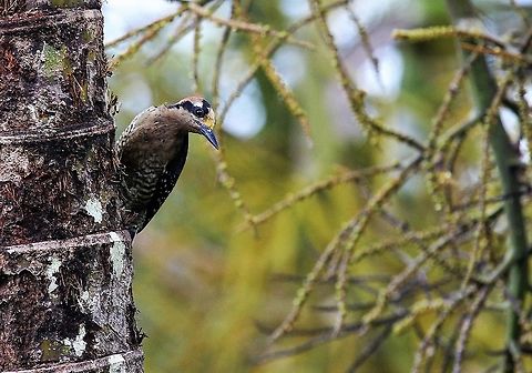 Black-cheeked Woodpecker Charming woodpecker above the laguna Black-cheeked woodpecker,Costa Rica,Melanerpes pucherani,maquenque lodge