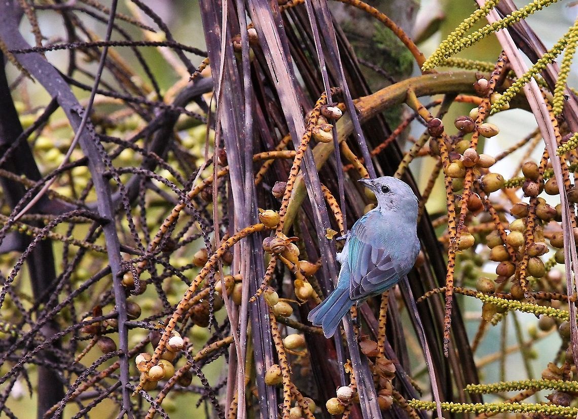 Blue-gray Tanager  Blue-gray Tanager,Costa Rica,Thraupis episcopus,maquenque lodge