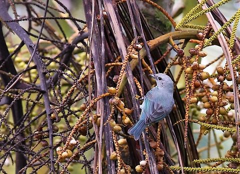 Blue-gray Tanager  Blue-gray Tanager,Costa Rica,Thraupis episcopus,maquenque lodge