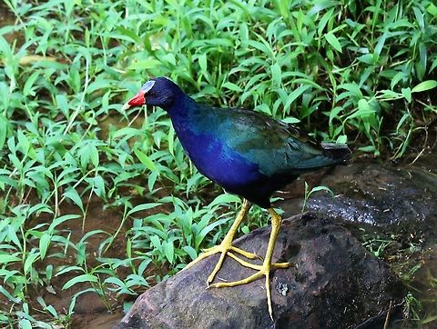 Purple Gallinule on the edge of the laguna Costa Rica,Porphyrio martinicus,Purple gallinule,maquenque lodge