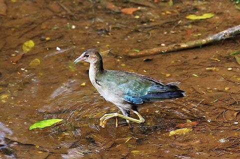 Juvenile Purple Gallinule A young bird just developing its rich colours Costa Rica,Porphyrio martinicus,Purple gallinule,maquenque lodge