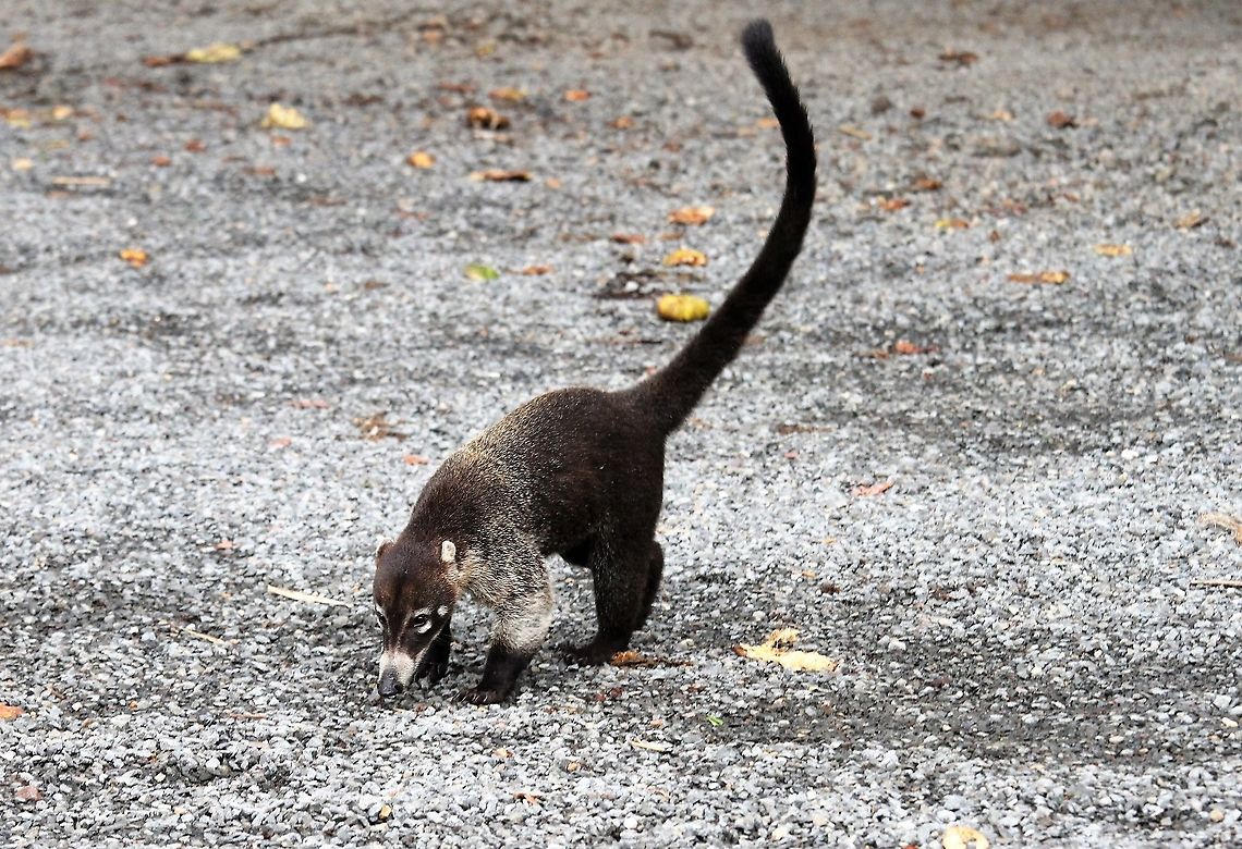 White-nosed Coati Known as the Coatimundi - there was a big band of these here, very busy creatures Costa Rica,Nasua narica,White-nosed coati,maquenque lodge