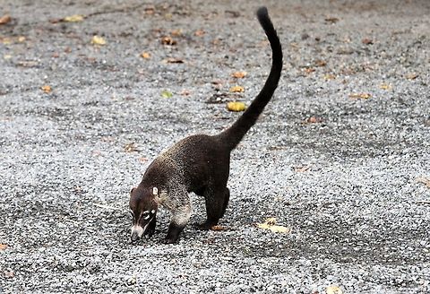 White-nosed Coati Known as the Coatimundi - there was a big band of these here, very busy creatures Costa Rica,Nasua narica,White-nosed coati,maquenque lodge