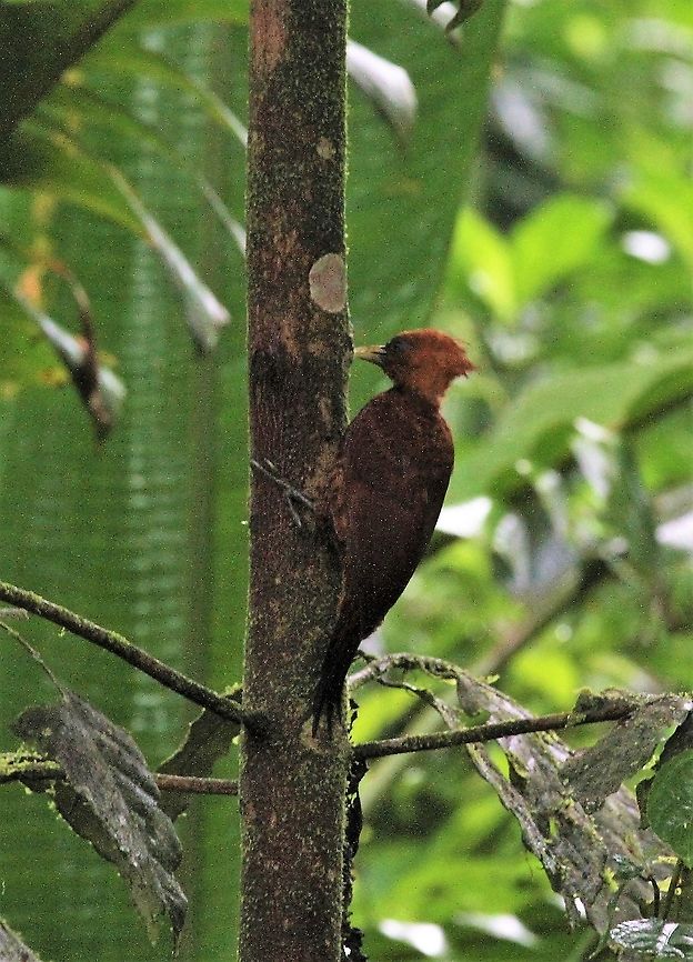 Chestnut-coloured Woodpecker In the dark of the rain forest, La Selva Reserve Celeus castaneus,Chestnut-colored woodpecker,Costa Rica,Sarapiqui
