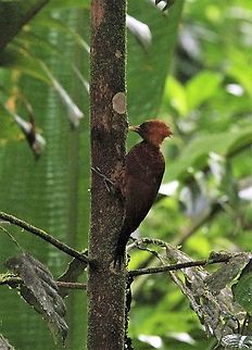 Chestnut-coloured Woodpecker In the dark of the rain forest, La Selva Reserve Celeus castaneus,Chestnut-colored woodpecker,Costa Rica,Sarapiqui