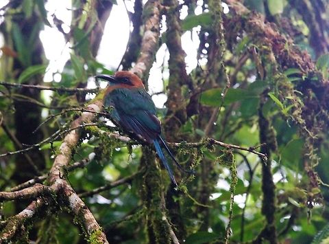 Broad-billed Motmot In this reserve by the Sarapiqui river (La Selva Biological Reserve) Broad-billed motmot,Costa Rica,Electron platyrhynchum,Sarapiqui