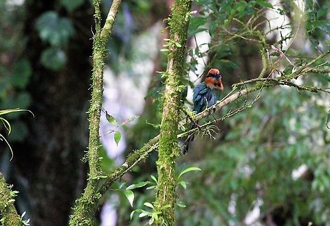 Broad-billed Motmot At La Selva Biological Reserve Broad-billed motmot,Costa Rica,Electron platyrhynchum,Sarapiqui