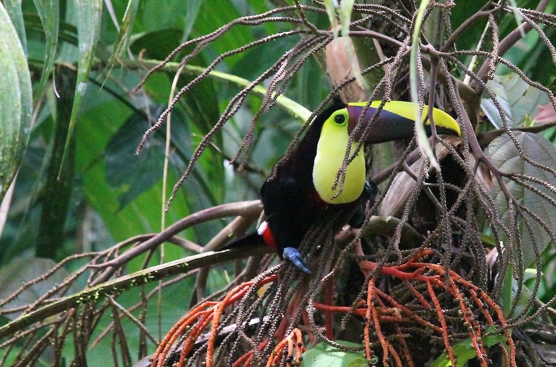 yellow-throated Toucan Playing &quot;I Spy&quot; - apologies for the anthropomorphism Costa Rica,Ramphastos ambiguus,Sarapiqui,Yellow-throated toucan
