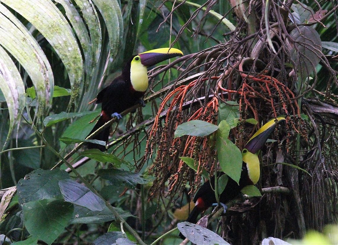 Pair of Yellow-throated Toucans At La Selva Biological Reserve Costa Rica,Ramphastos ambiguus,Sarapiqui,Yellow-throated toucan