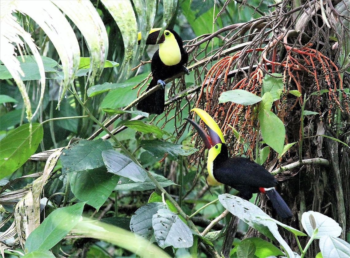 Yellow-throated Toucan La Selva Biological Reserve Costa Rica,Ramphastos ambiguus,Sarapiqui,Yellow-throated toucan