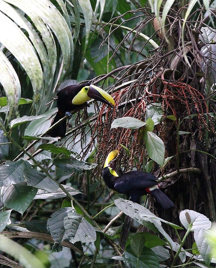 Yellow-throated Toucans A paqir of these beauties at La Selva Biological Reserve Costa Rica,Ramphastos ambiguus,Sarapiqui,Yellow-throated toucan