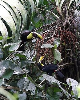 Yellow-throated Toucans A paqir of these beauties at La Selva Biological Reserve Costa Rica,Ramphastos ambiguus,Sarapiqui,Yellow-throated toucan
